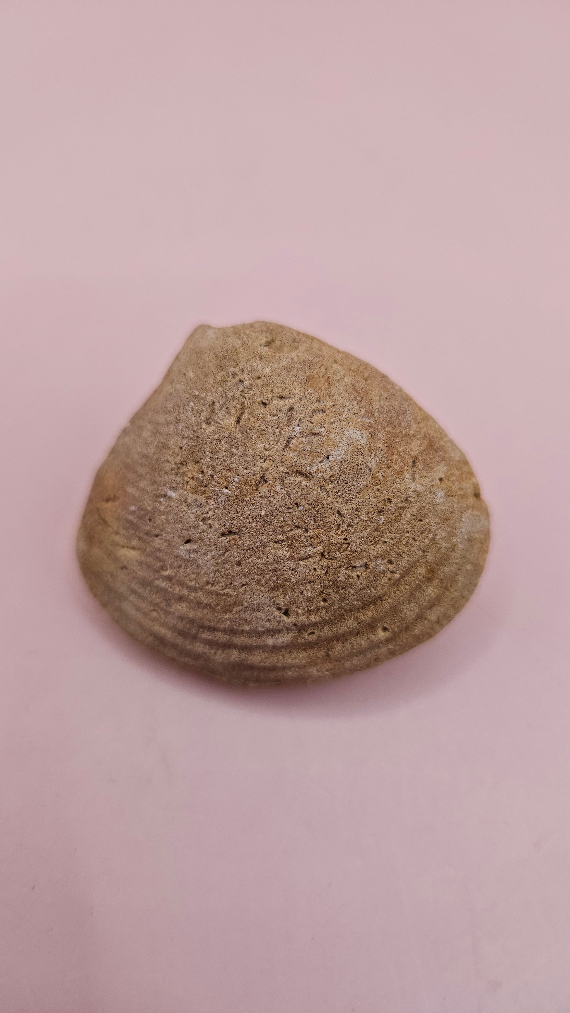 Cretaceous bivalve fossil with earthy texture and natural ridges on a pink background