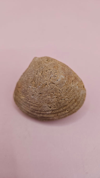 Cretaceous bivalve fossil with earthy texture and natural ridges on a pink background