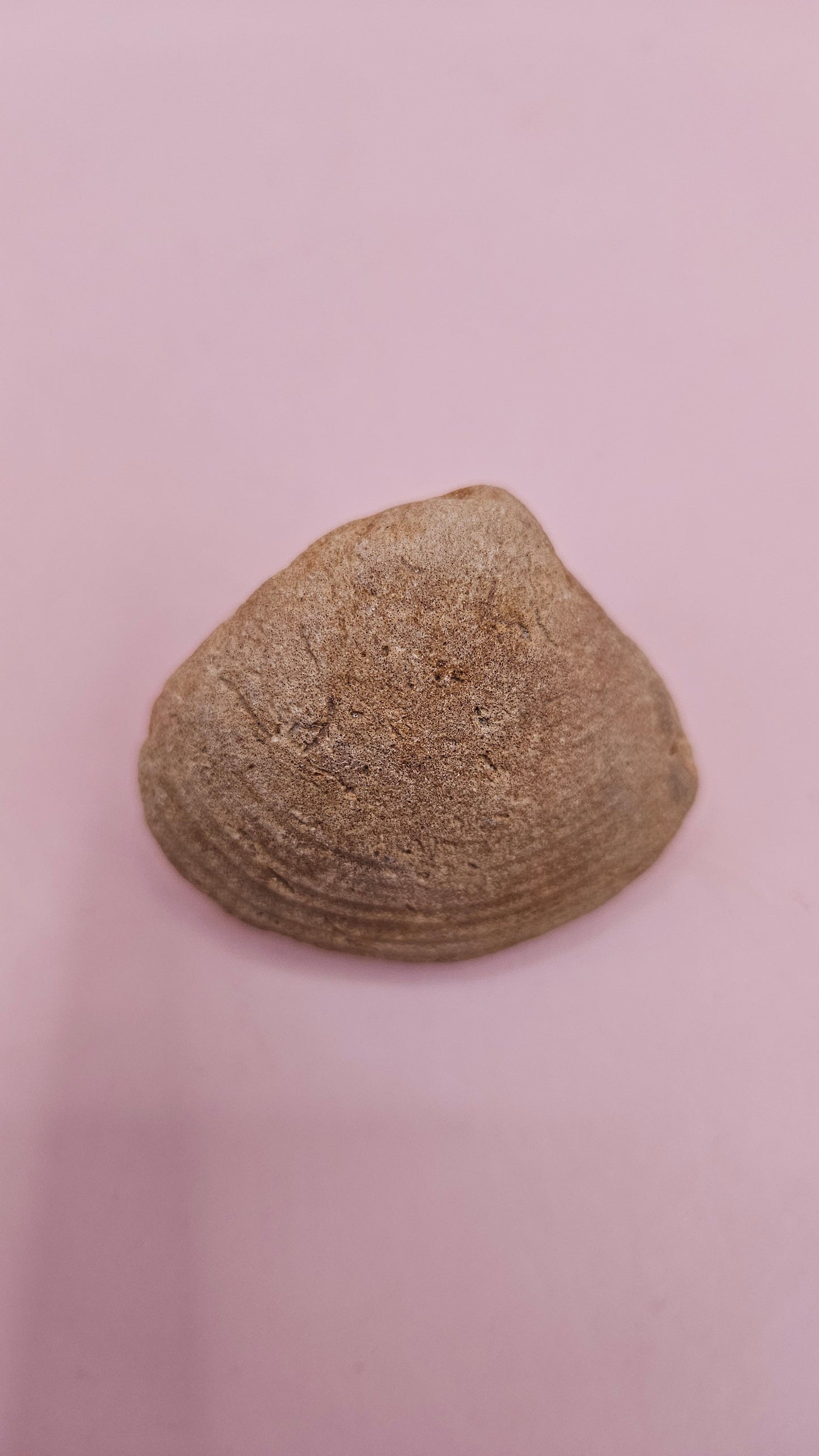 Cretaceous bivalve fossil with earthy texture and natural ridges on a pink background