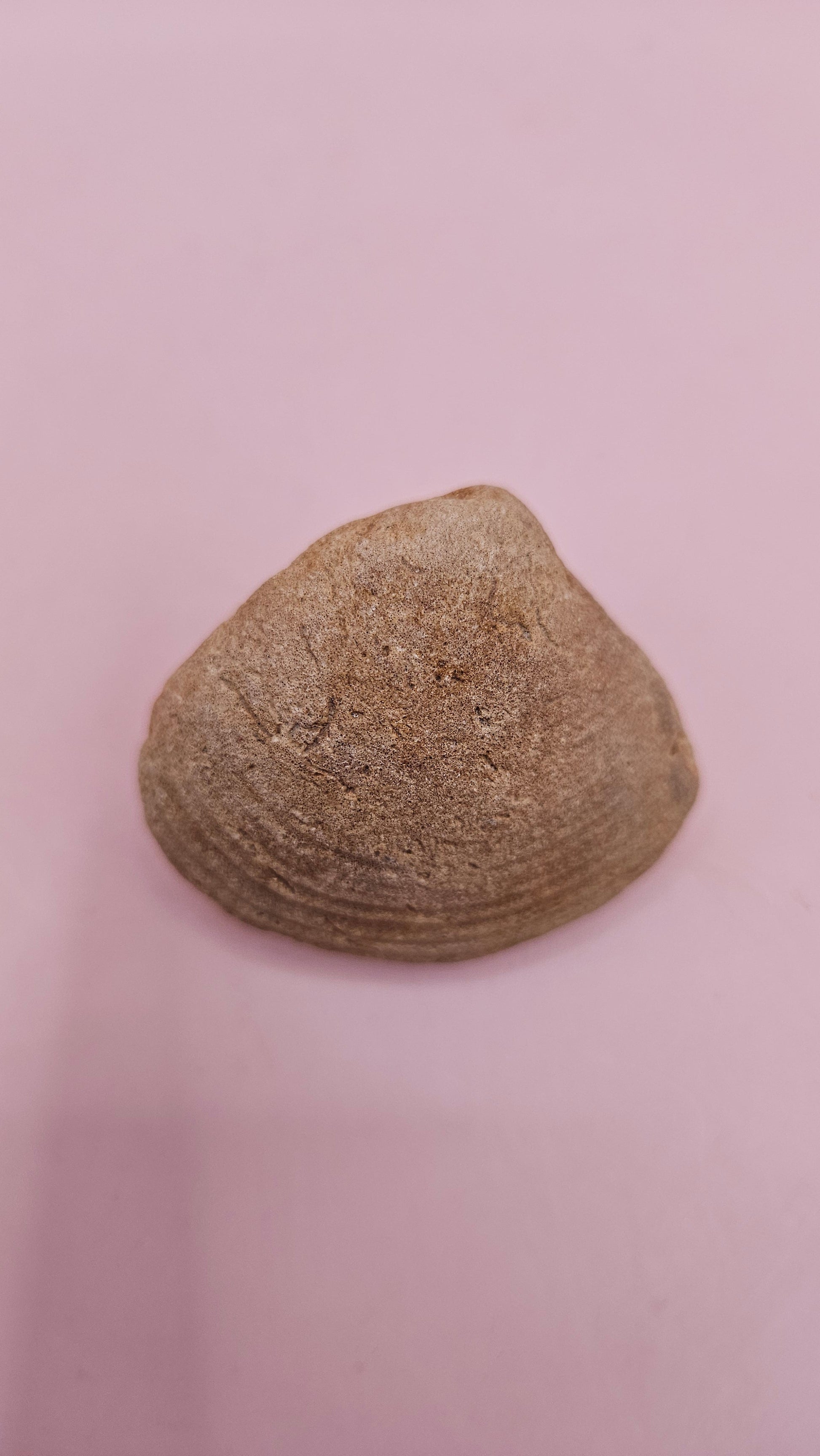 Cretaceous bivalve fossil with earthy texture and natural ridges on a pink background