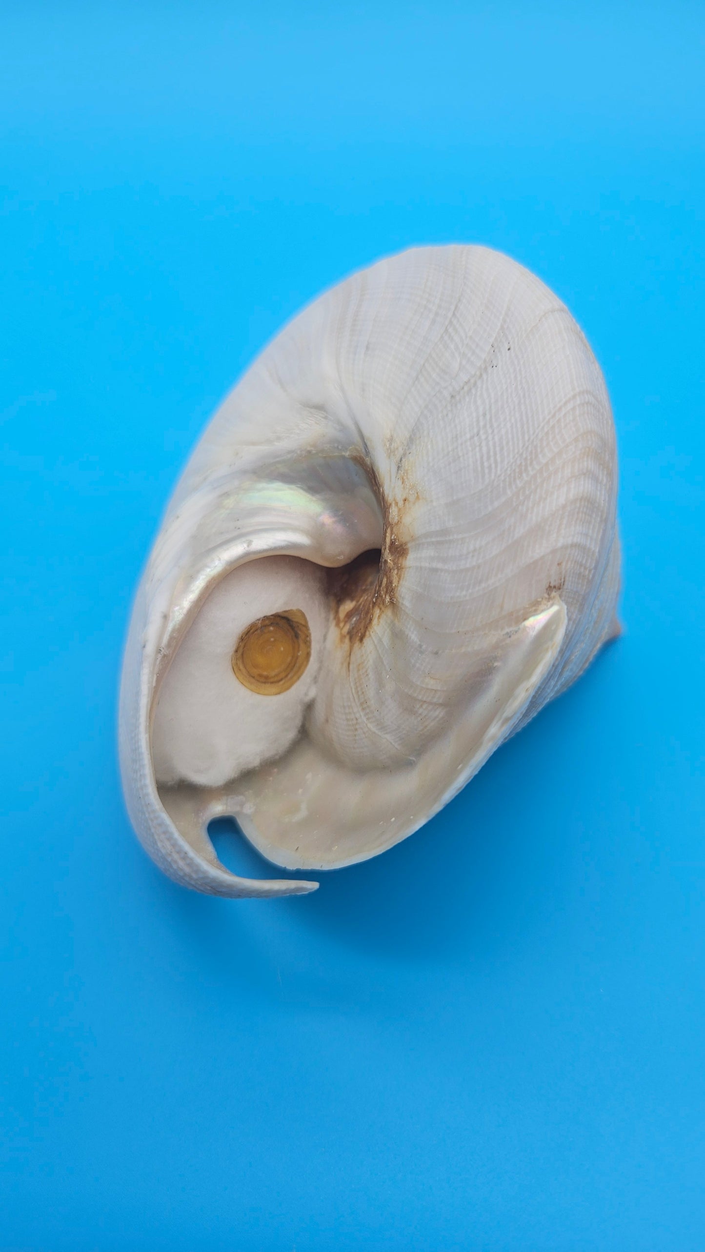  Rare Pleurotomaria hirasei spiral shell with operculum intact, natural creamy tones on blue background