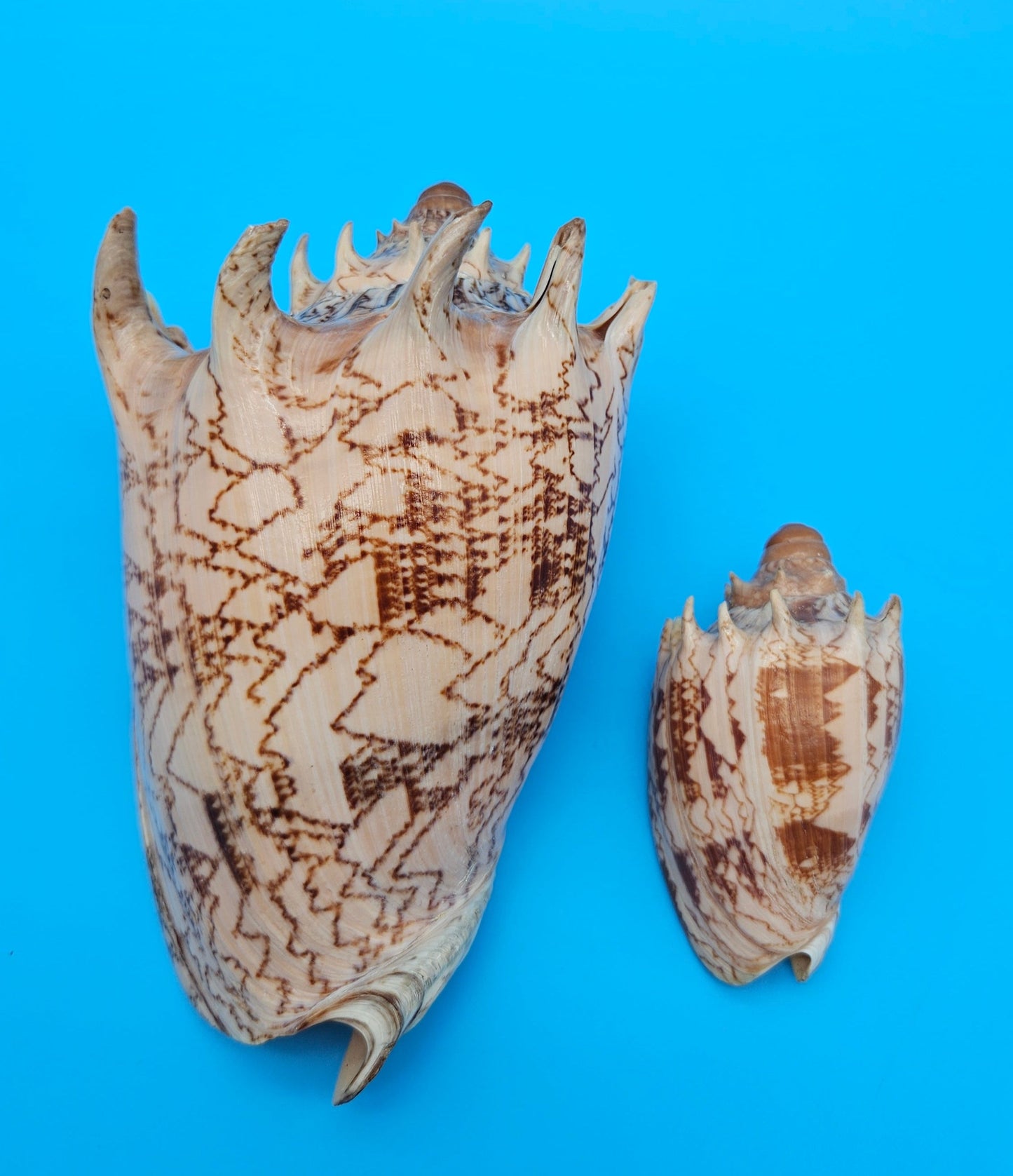 Imperial Volute shell set with large and small matching shells in cream and brown zigzag patterns for coastal décor display