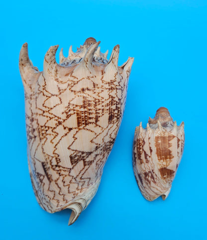 Imperial Volute shell set with large and small matching shells in cream and brown zigzag patterns for coastal décor display