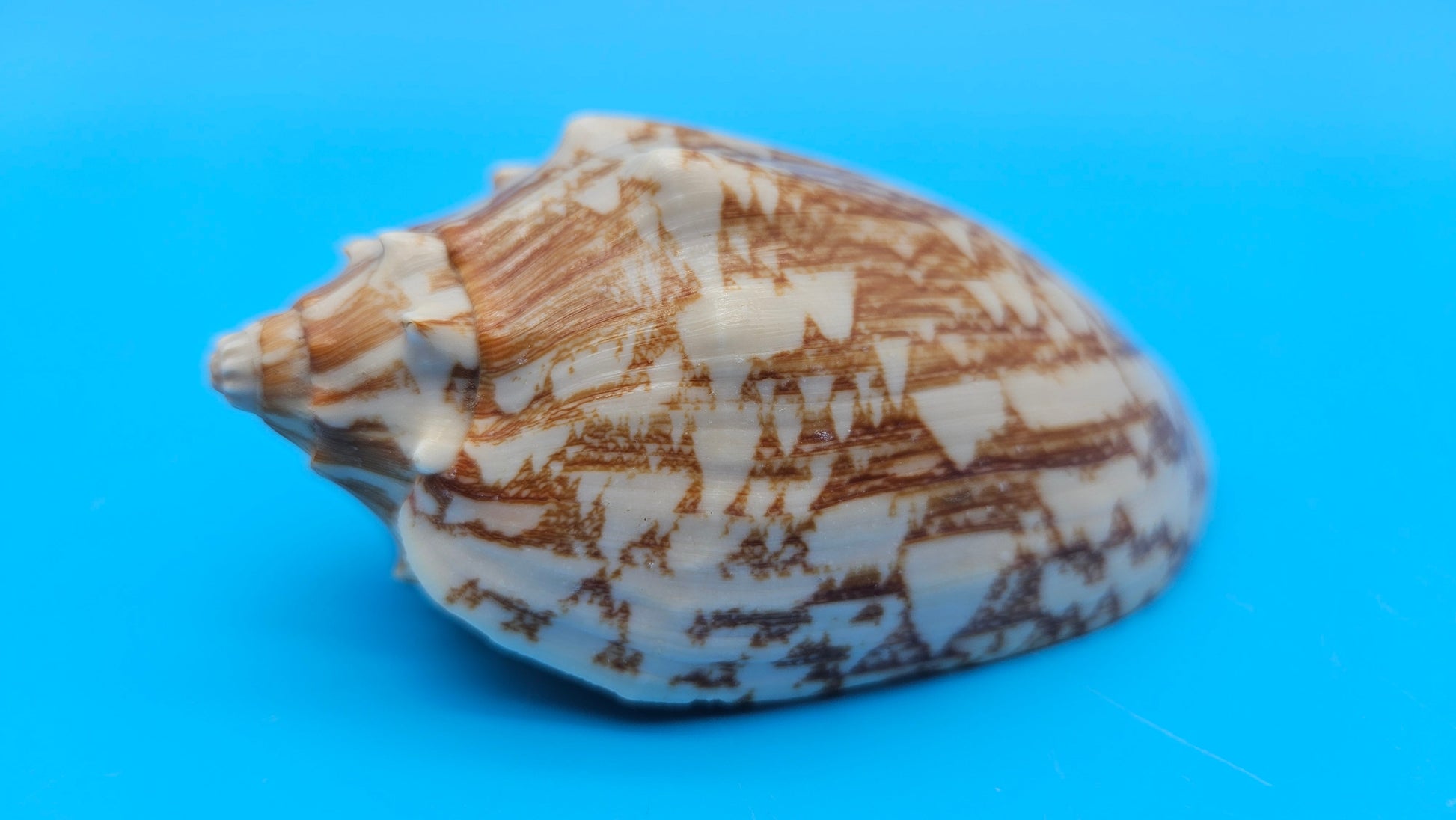 Cybiola vespertilio f. pellisserpentis shell, 3.9 inches, rare spiny bat volute with cream and orange zig-zag pattern.