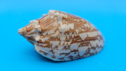 Cybiola vespertilio f. pellisserpentis shell, 3.9 inches, rare spiny bat volute with cream and orange zig-zag pattern.