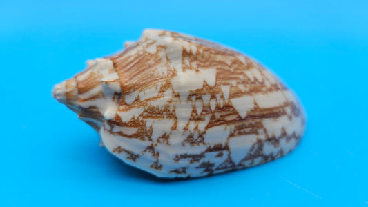 Cybiola vespertilio f. pellisserpentis shell, 3.9 inches, rare spiny bat volute with cream and orange zig-zag pattern.