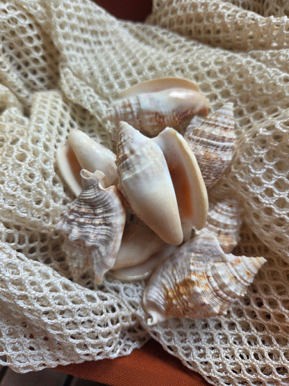 Lobatus raninus Hawk Wing Conch Shell