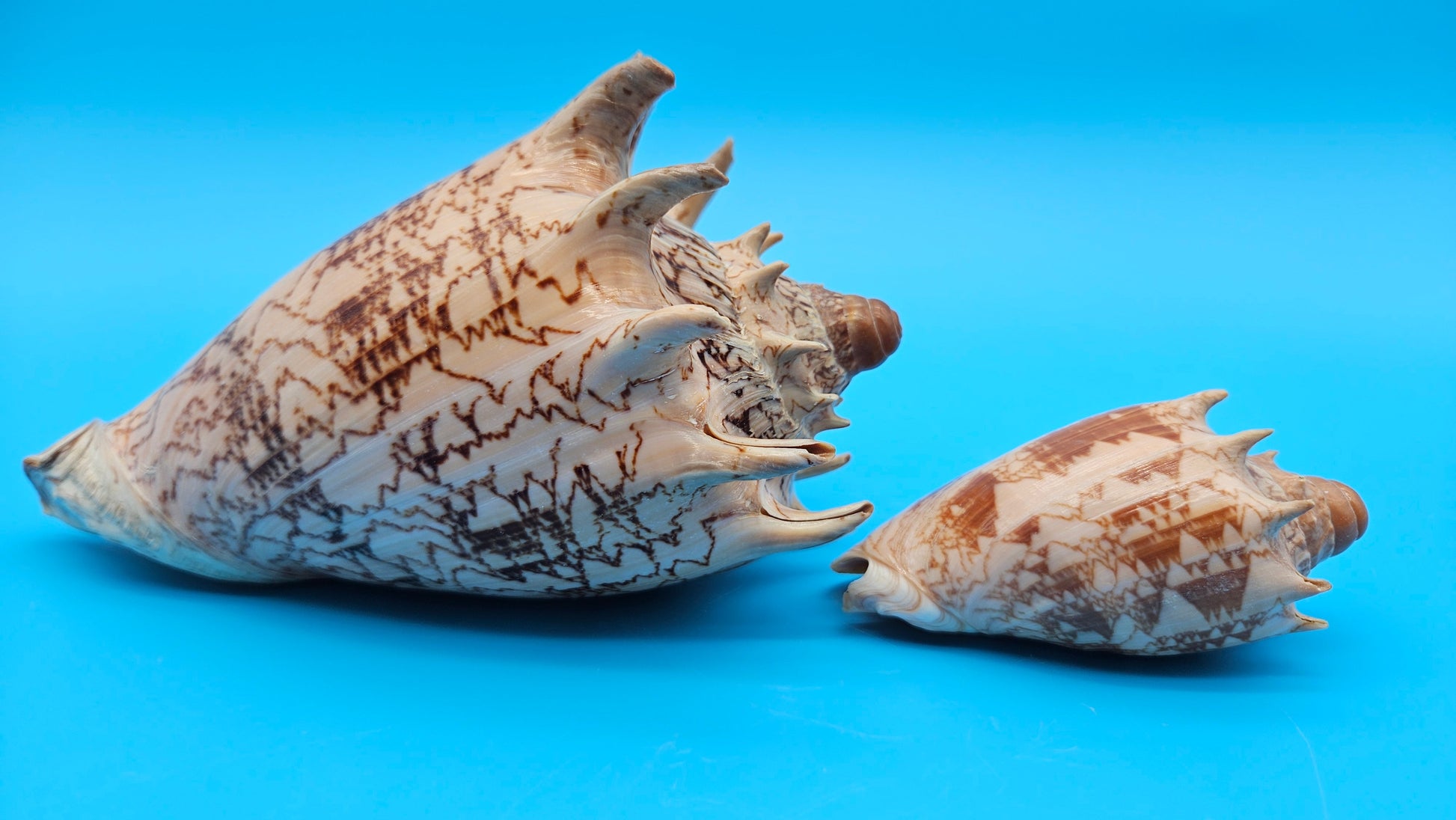 Imperial Volute shell set with large and small matching shells in cream and brown zigzag patterns for coastal décor display