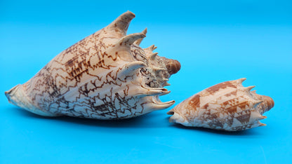 Imperial Volute shell set with large and small matching shells in cream and brown zigzag patterns for coastal décor display