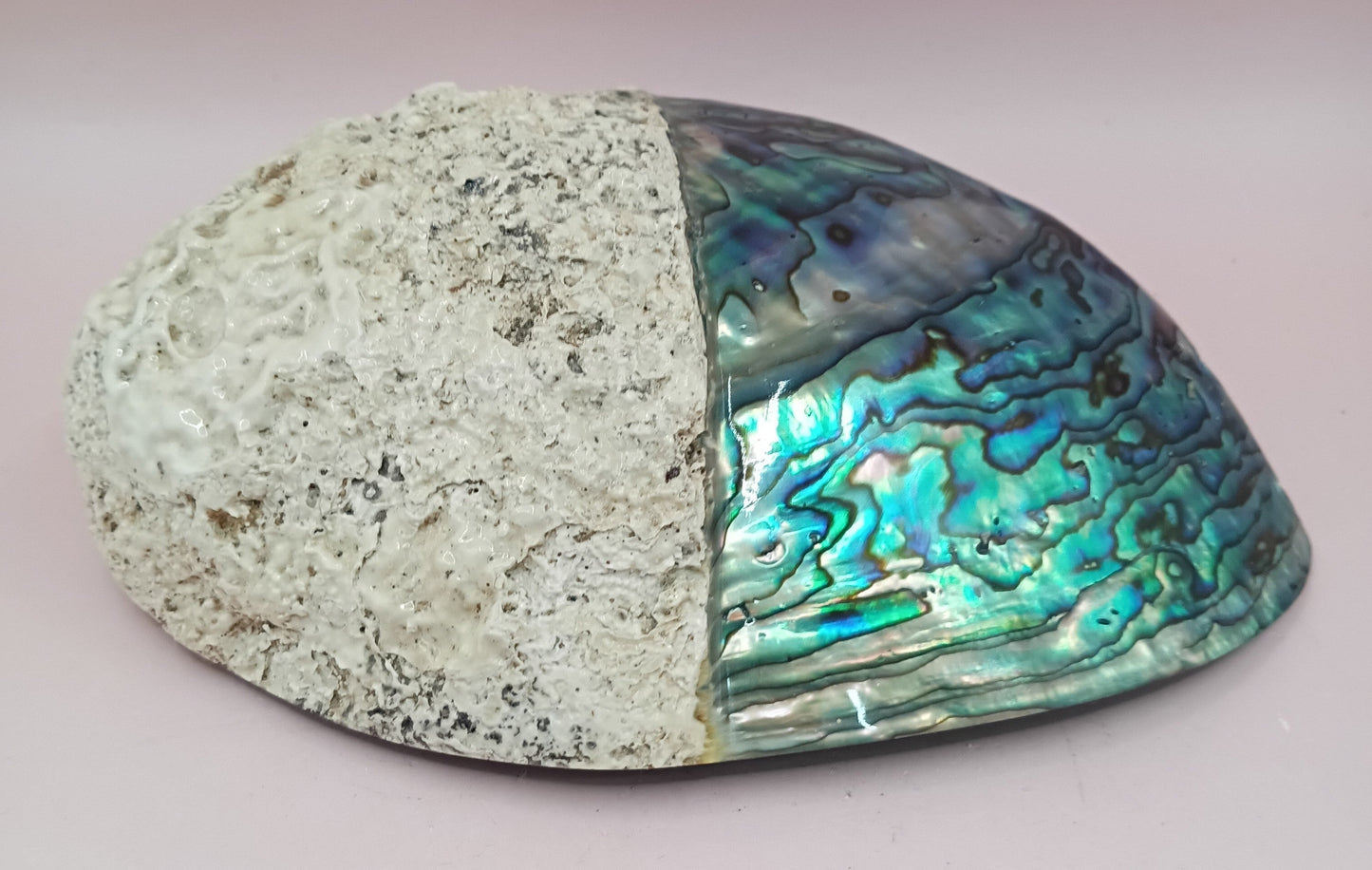 Natural New Zealand Paua Shell – Half Polished Abalone from Fiordland in Gift Box
