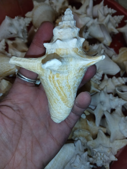 Non Pierced Juvenile Pink Queen Conch