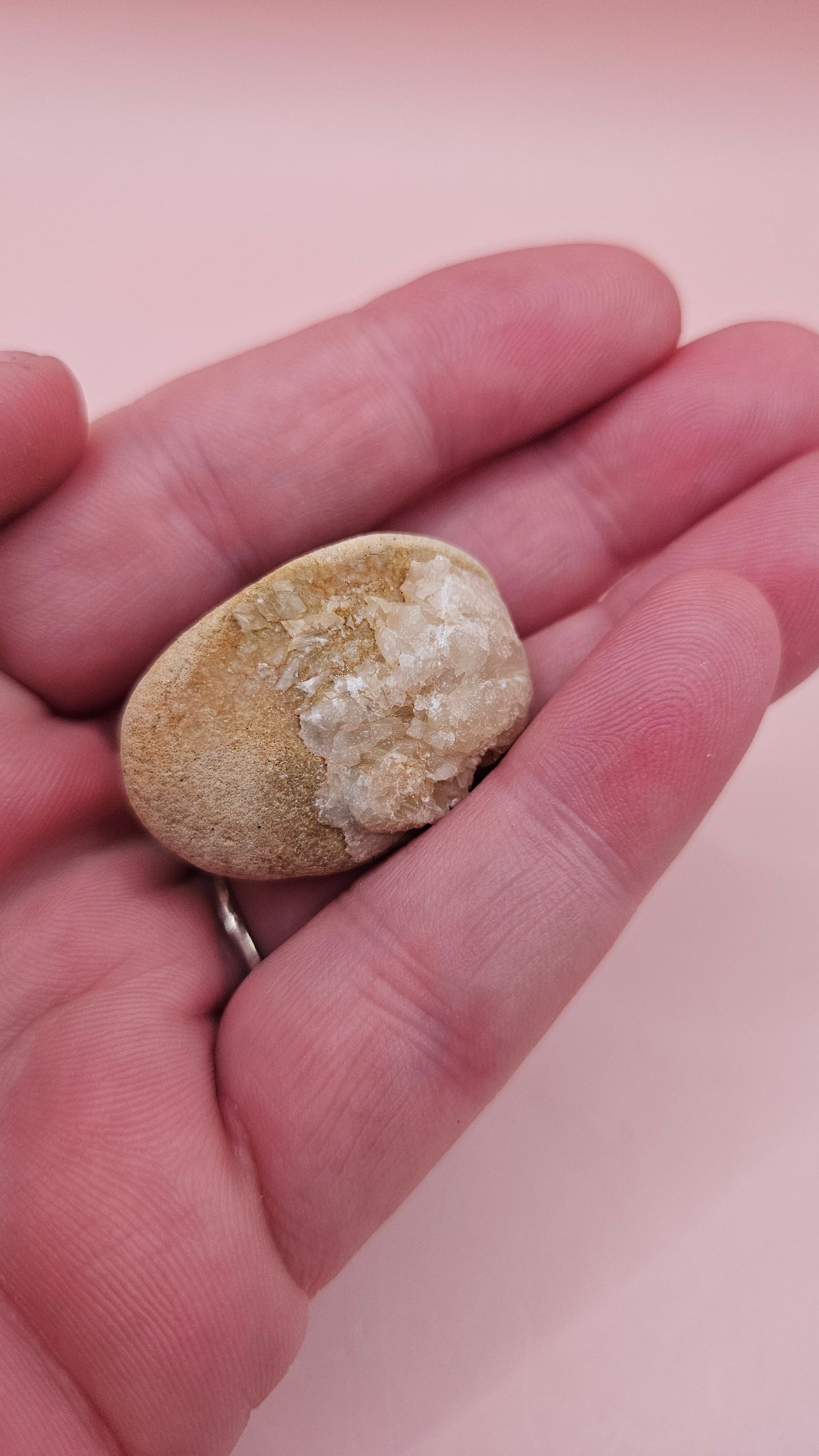  Fossilized Cretaceous clam with quartz crystals in natural brown stone on pink background