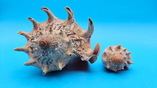 Imperial Volute shell set with large and small matching shells in cream and brown zigzag patterns for coastal décor display