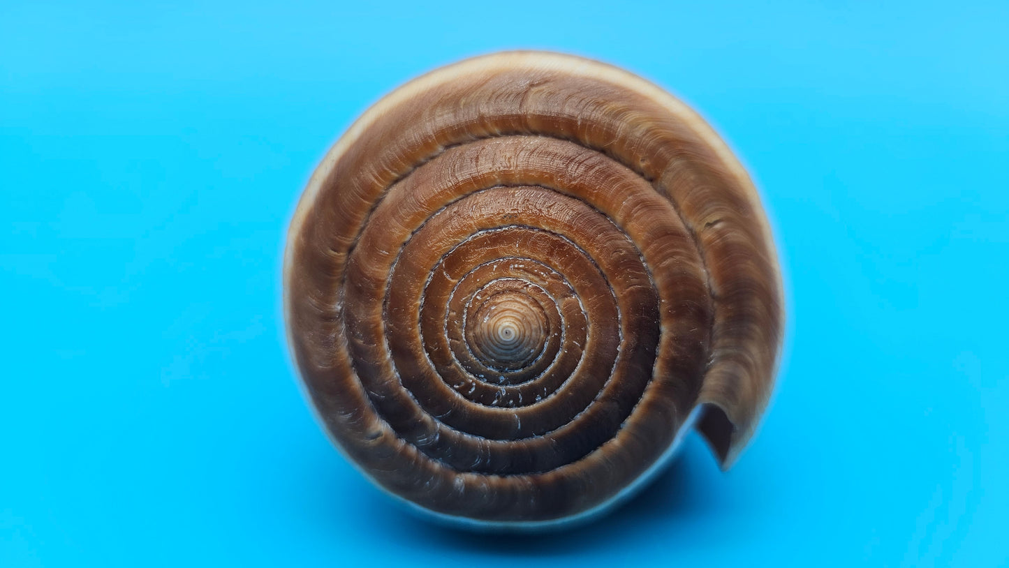 Fig Cone Conus figulinus display shell with brown horizontal banding and glossy surface, 3.7 inches.