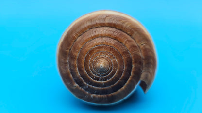 Fig Cone Conus figulinus display shell with brown horizontal banding and glossy surface, 3.7 inches.