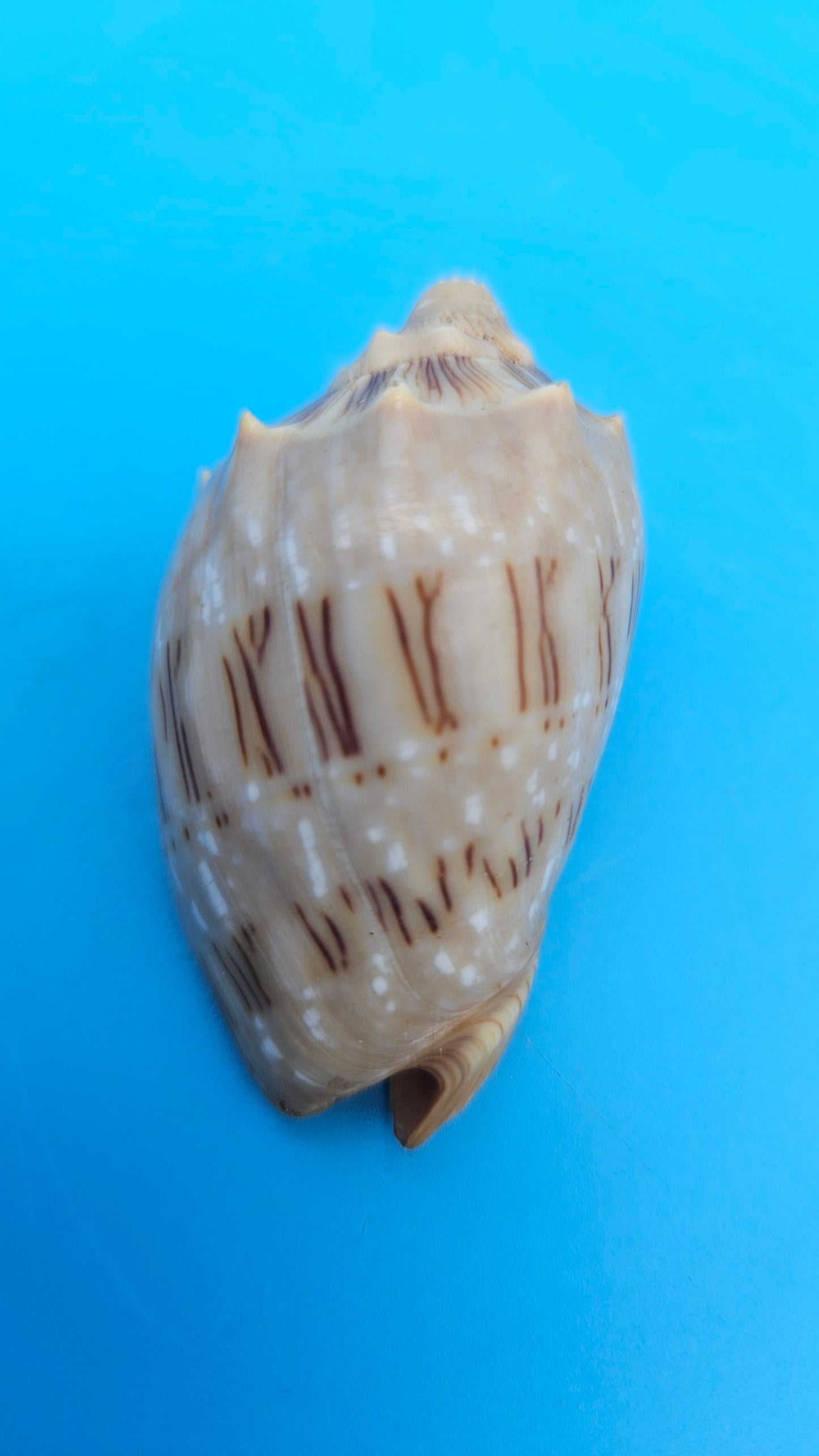  Cymbiola nivosa oblita small volute shell with cream and brown patterning, 2.2 inches.