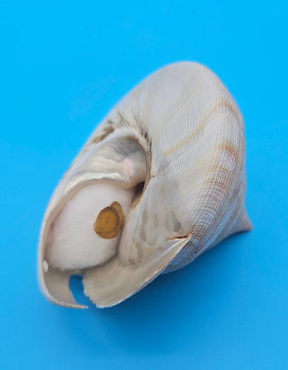  Rare Pleurotomaria hirasei spiral shell with operculum intact, natural creamy tones on blue background