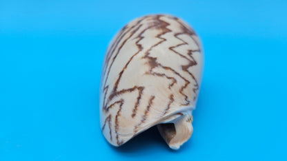 Noble Volute Cymbiola nobilis seashell with zigzag brown patterning on cream background, 4 inches.