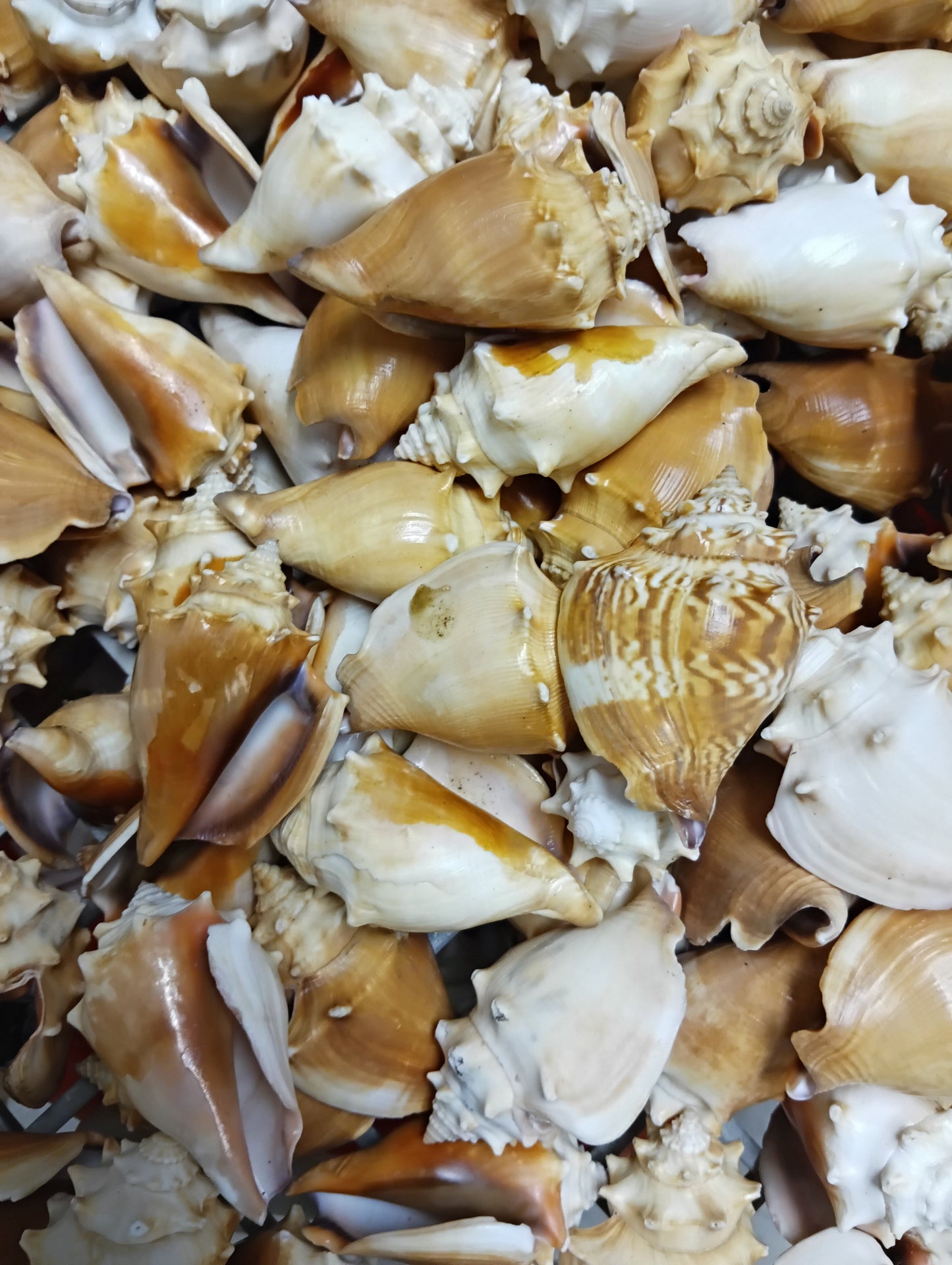 Fighting Conch Shell (Strombus pugilis)