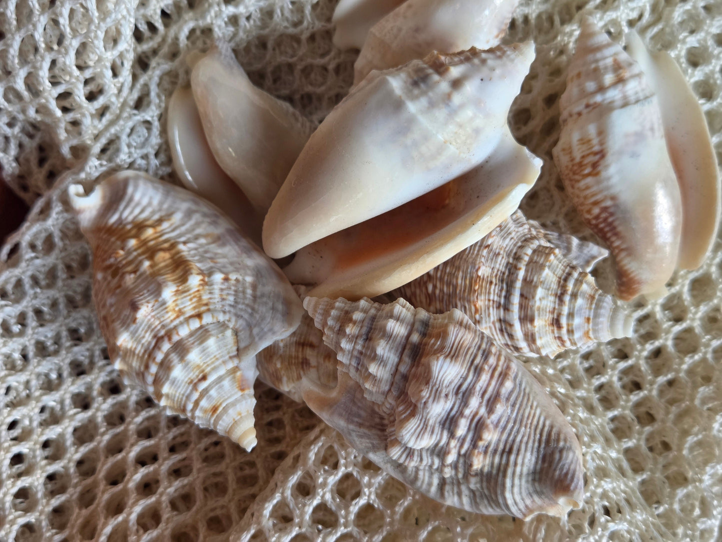 Lobatus raninus Hawk Wing Conch Shell