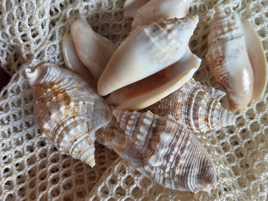 Lobatus raninus Hawk Wing Conch Shell