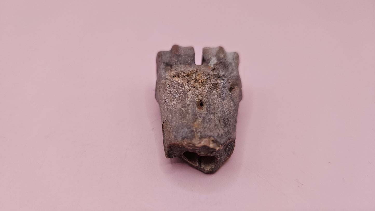 Ice Age fossil distal cannon bone from deer or horse with weathered brown surface on pink background