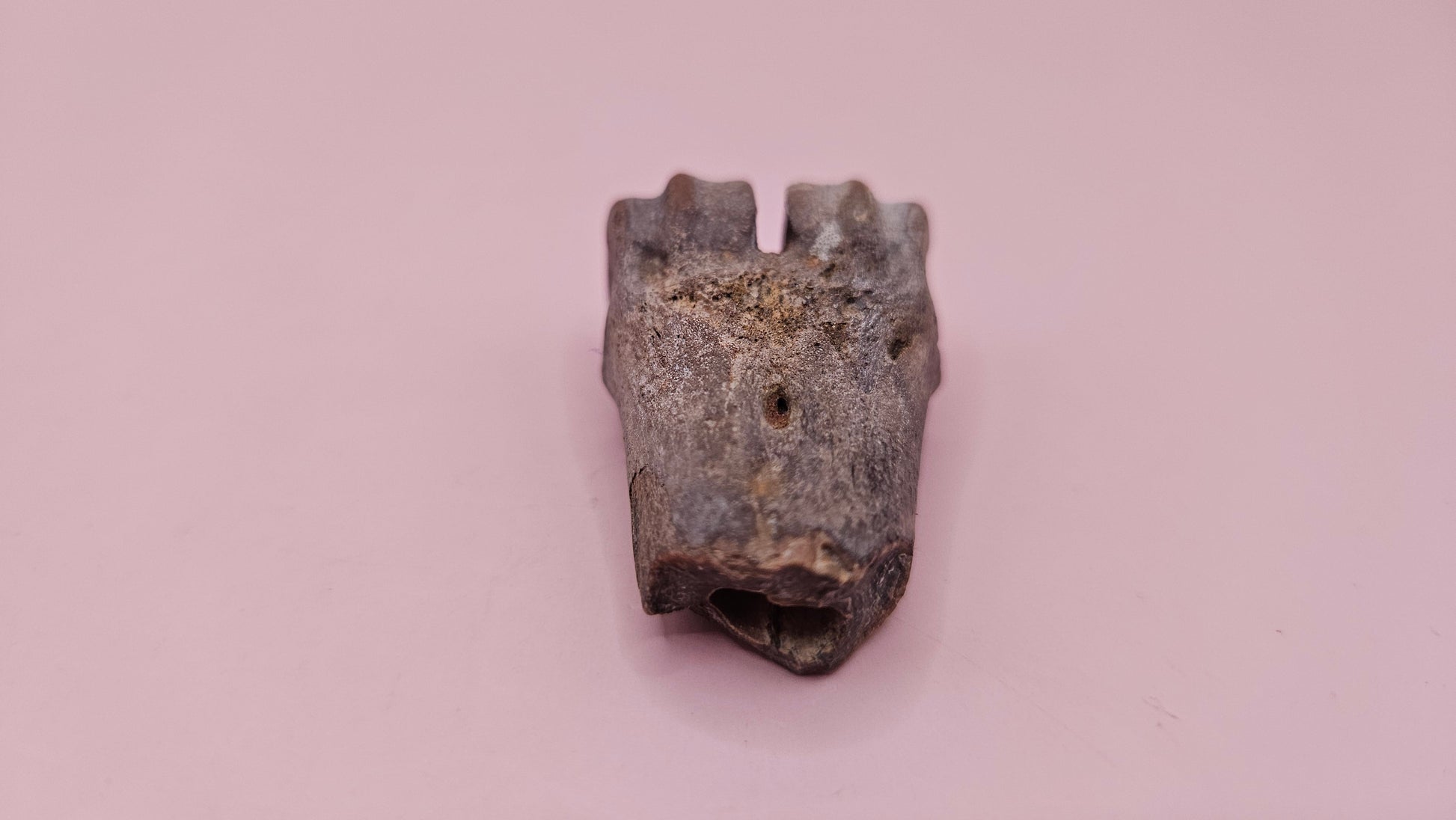 Ice Age fossil distal cannon bone from deer or horse with weathered brown surface on pink background
