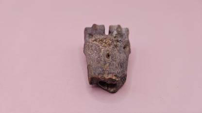 Ice Age fossil distal cannon bone from deer or horse with weathered brown surface on pink background
