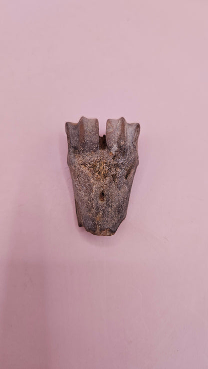 Ice Age fossil distal cannon bone from deer or horse with weathered brown surface on pink background