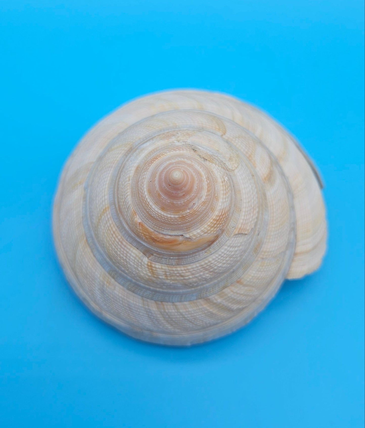  Rare Pleurotomaria hirasei spiral shell with operculum intact, natural creamy tones on blue background