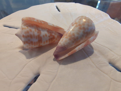 Tesselate Cone - Conus tessulatus