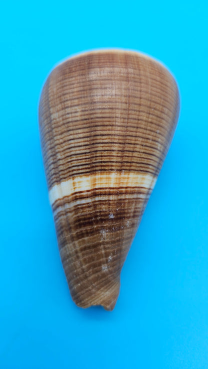 Fig Cone Conus figulinus display shell with brown horizontal banding and glossy surface, 3.3 inches.