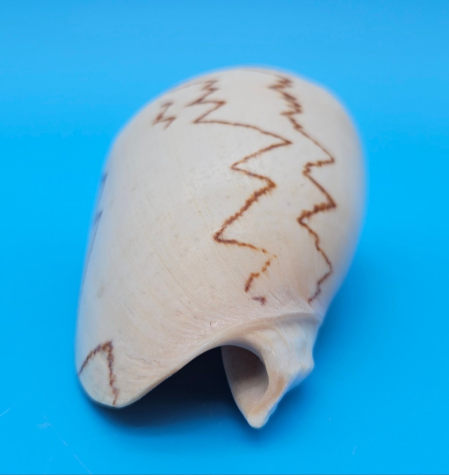Noble Volute Cymbiola nobilis seashell with zigzag brown patterning on cream background, 4 inches.