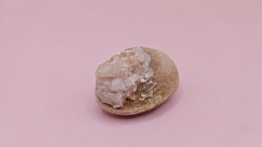  Fossilized Cretaceous clam with quartz crystals in natural brown stone on pink background