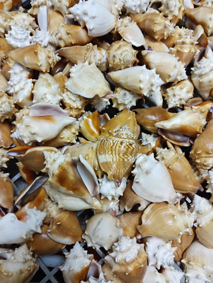 Fighting Conch Shell (Strombus pugilis)