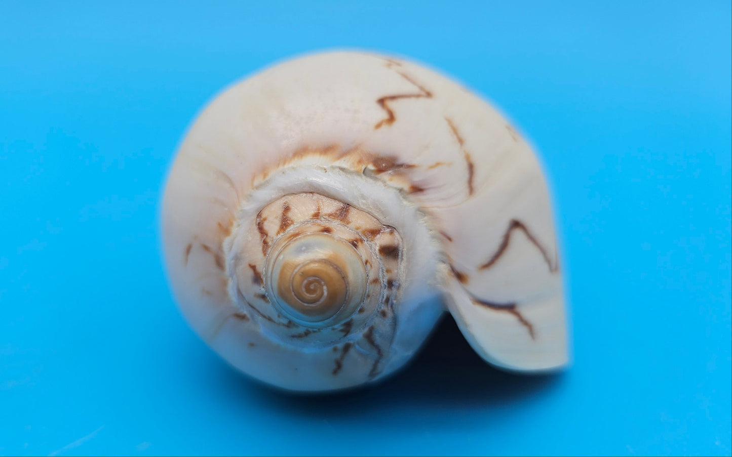 Noble Volute Cymbiola nobilis seashell with zigzag brown patterning on cream background, 4 inches.