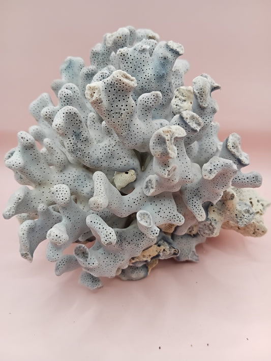 Vintage Blue Ridge Coral with blue-grey texture – 6.7 inch coastal display decor piece