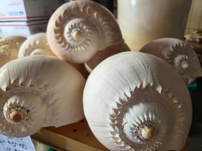 Crowned Baler Melon Shell – Voluta diadema – 5–11"