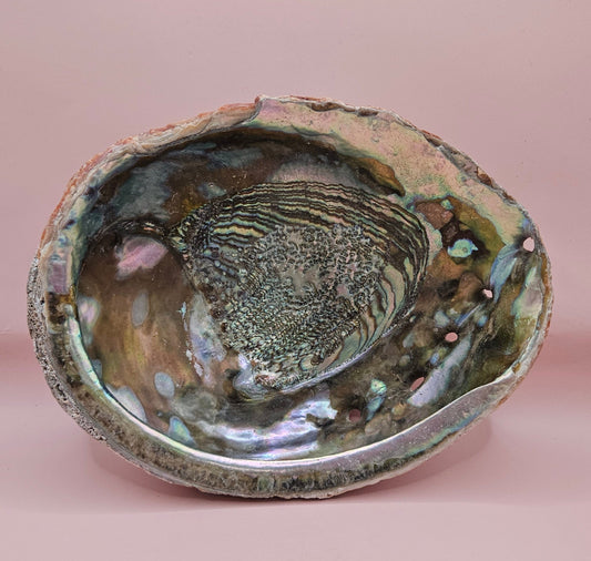Large red abalone shell with iridescent interior and natural edge on soft pink background