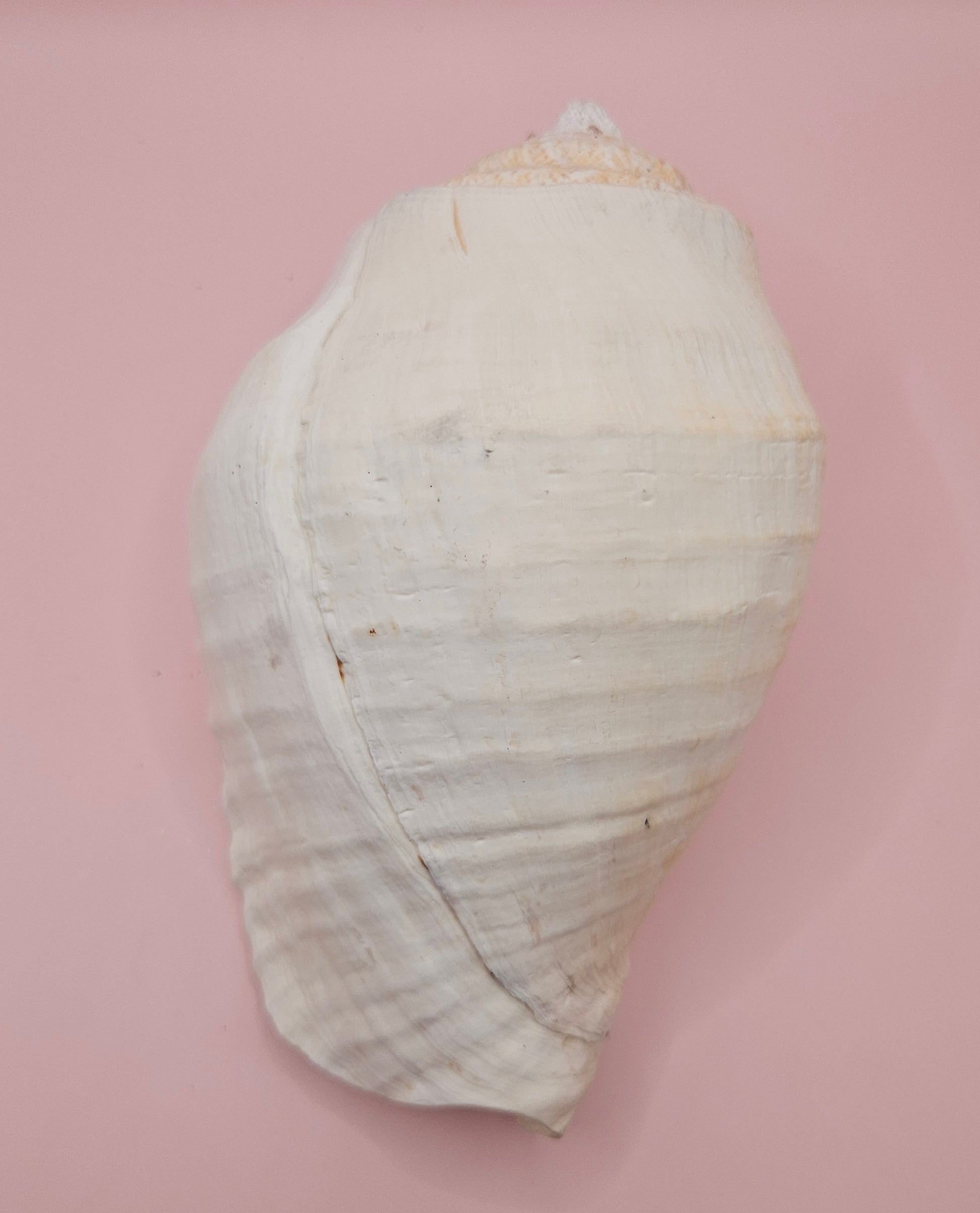 Large white Titanostrombus galeatus Eastern Pacific conch shell with natural texture and soft beige accents, displayed on a pink background – ideal for coastal home décor or nautical display.