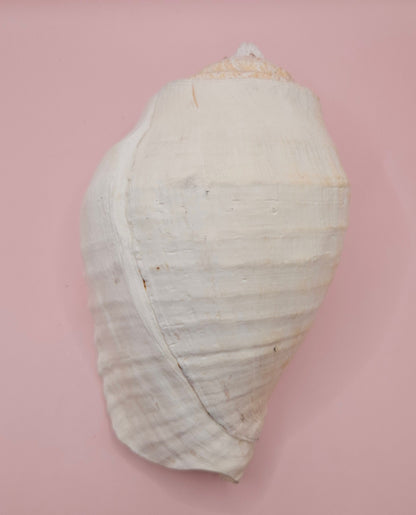 Large white Titanostrombus galeatus Eastern Pacific conch shell with natural texture and soft beige accents, displayed on a pink background – ideal for coastal home décor or nautical display.