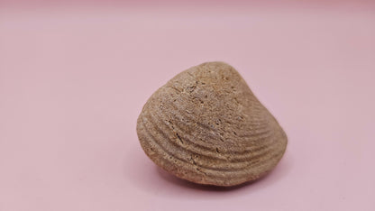 Cretaceous bivalve fossil with earthy texture and natural ridges on a pink background