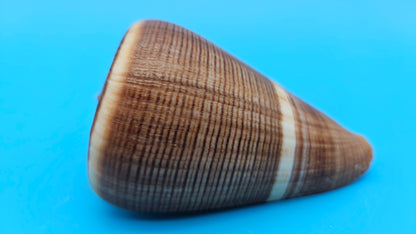 Fig Cone Conus figulinus display shell with brown horizontal banding and glossy surface, 3.3 inches.