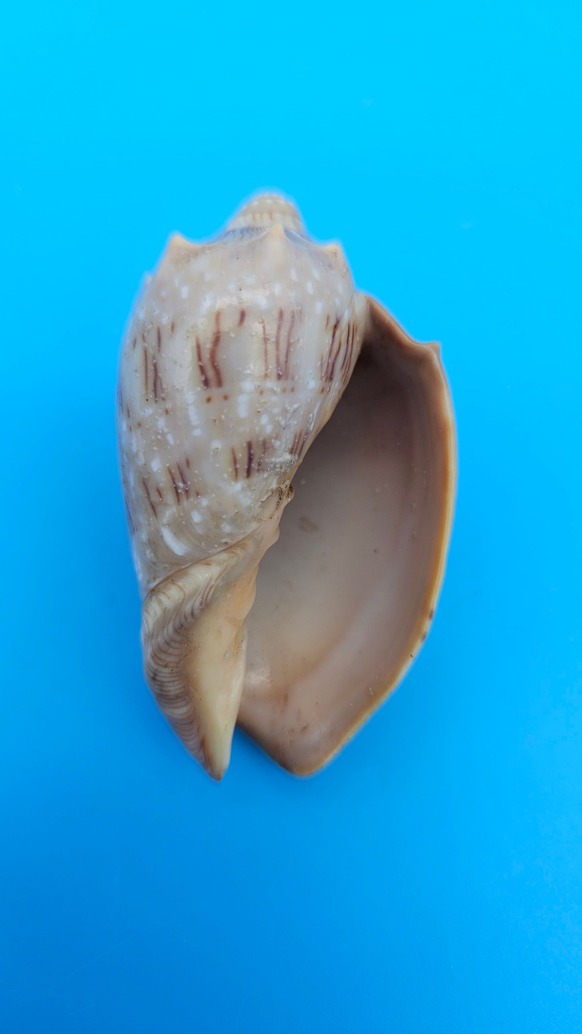  Cymbiola nivosa oblita small volute shell with cream and brown patterning, 2.2 inches.