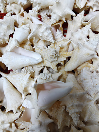 Non Pierced Juvenile Pink Queen Conch