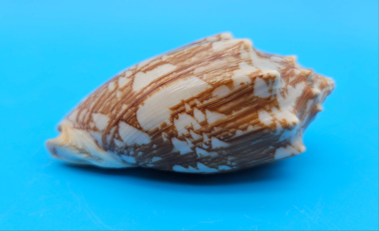 Cybiola vespertilio f. pellisserpentis shell, 3.9 inches, rare spiny bat volute with cream and orange zig-zag pattern.