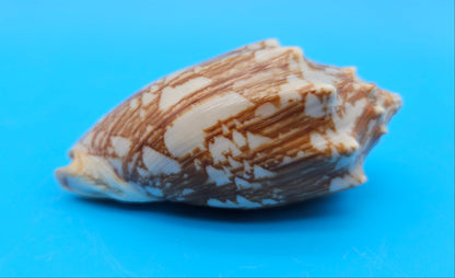 Cybiola vespertilio f. pellisserpentis shell, 3.9 inches, rare spiny bat volute with cream and orange zig-zag pattern.