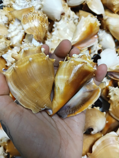 Fighting Conch Shell (Strombus pugilis)