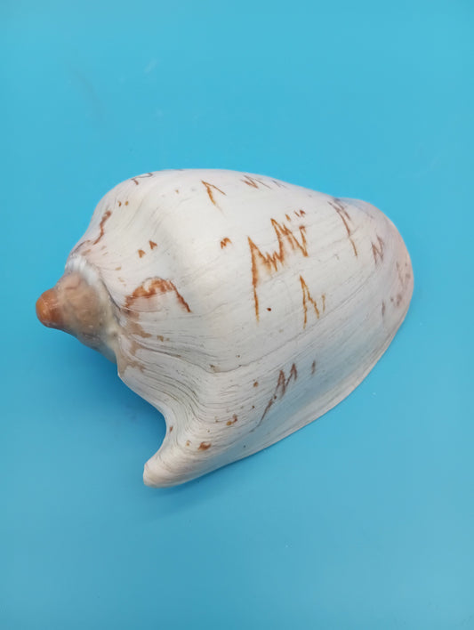 Noble Volute – Cymbiola nobilis – 5"