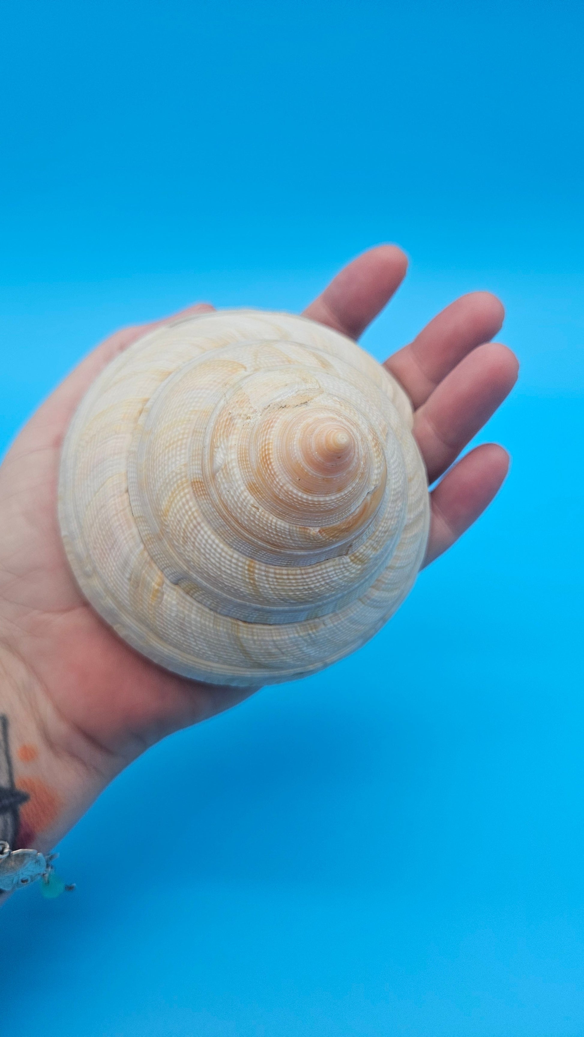  Rare Pleurotomaria hirasei spiral shell with operculum intact, natural creamy tones on blue background